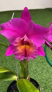 Rhyncholaeliocattleya Carlos Magdiel