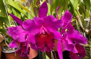 Rhyncholaeliocattleya Carlos Magdiel