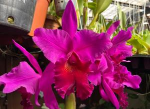 Rhyncholaeliocattleya Carlos Magdiel