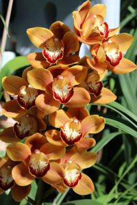 Cymbidium West Beauty