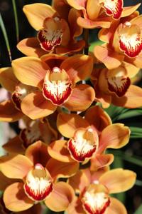 Cymbidium West Beauty