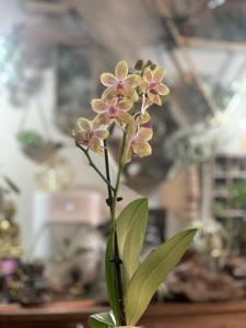 Phalaenopsis Younghome Lucky Star