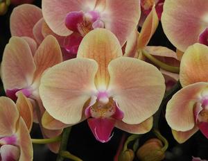 Phalaenopsis Younghome Sweety