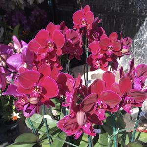 Phalaenopsis OX Black Face