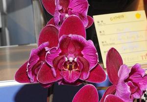 Phalaenopsis OX Black Face