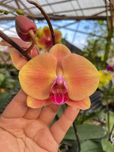 Phalaenopsis OX Golden Apple