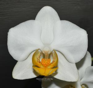 Phalaenopsis OX Lucky Boy