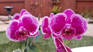 Phalaenopsis OX Happy Girl