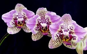 Phalaenopsis OX Happy Girl