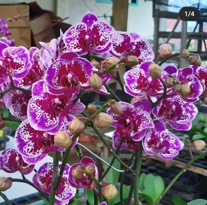 Phalaenopsis OX Happy Girl