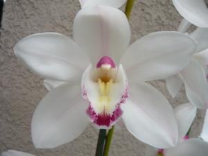 <i>Cymbidium</i> White Knight