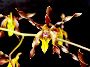 Dendrobium Magenta's Chocolate Curls