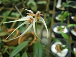 Bulbophyllum Meen Viper Fangs