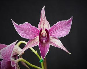 Dendrobium Fire Wings