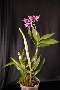 Dendrobium Fire Wings