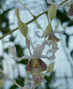 Dendrobium Magenta's Moonlite