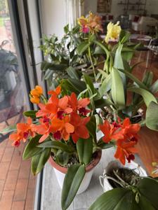 Rhyncattleanthe Young-Min Gold