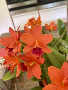 Rhyncattleanthe Young-Min Gold