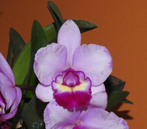 Rhyncholaeliocattleya Chien Ya Beauty