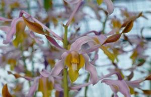 Dendrobium Magenta's Cherubino