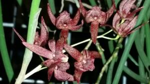 Dendrobium Hot Coals