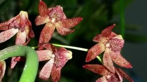 Dendrobium Hot Coals