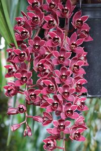 Cymbidium Memoria Ruth Burson