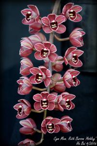 Cymbidium Memoria Ruth Burson