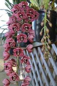 Cymbidium Memoria Ruth Burson