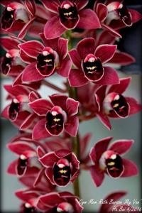 Cymbidium Memoria Ruth Burson