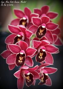 Cymbidium Memoria Ruth Burson