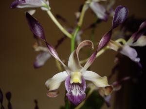 Dendrobium Magenta's Sparkle