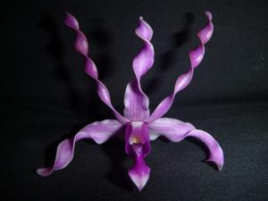 Dendrobium Magenta's Galaxy