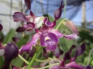 Dendrobium Magenta's Purple Lass