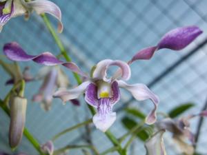 Dendrobium Magenta's Dark Horns