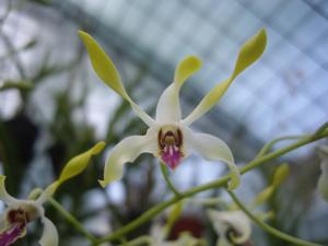 Dendrobium Magenta's Charm