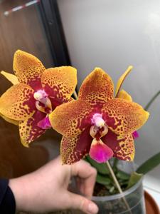 Phalaenopsis Zheng Min Anaconda