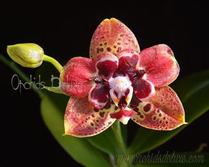 Phalaenopsis Zheng Min Anaconda