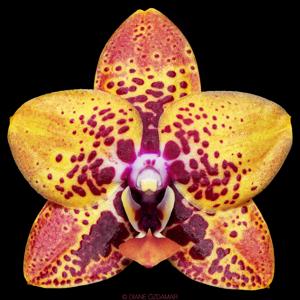 Phalaenopsis Zheng Min Anaconda