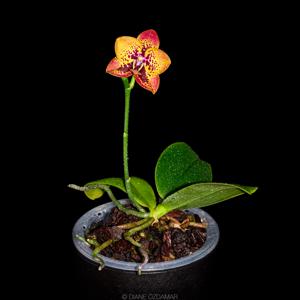 Phalaenopsis Zheng Min Anaconda