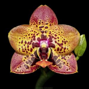 Phalaenopsis Zheng Min Anaconda