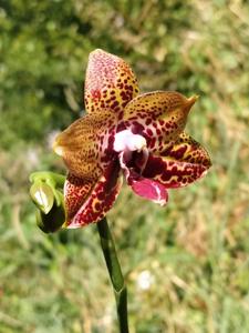 Phalaenopsis Zheng Min Anaconda