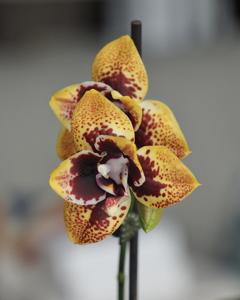 Phalaenopsis Zheng Min Anaconda