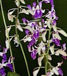 Dendrobium Angela Merkel