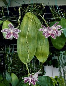 Phalaenopsis Gentleman Jack