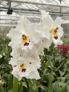 Oncidium Mont du Rucher