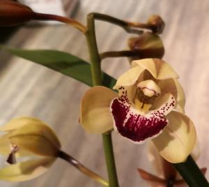 <i>Cymbidium</i> Street of Gold