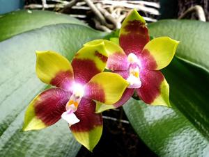 Phalaenopsis Tying Shin Fly Eagle