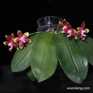 Phalaenopsis Tying Shin Fly Eagle