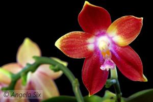 Phalaenopsis Tying Shin Fly Eagle